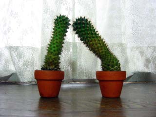 536.jpg